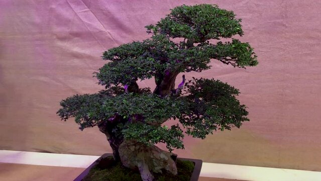 A beautiful bonsai tree on display.