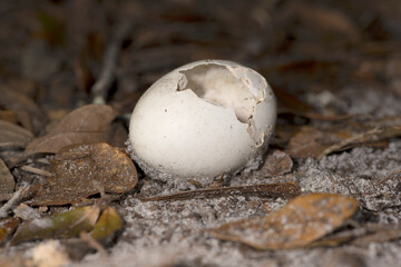 a broken chicken egg on the ground in the dirt