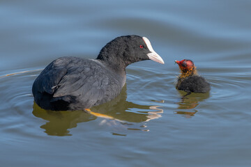 A close up of a coot with a very young chick. They are on a pool and the chick is being fed