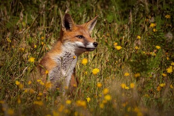 red fox vulpes