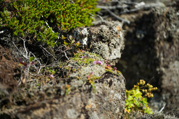Mooslandschaft in Thingvellir auf Island