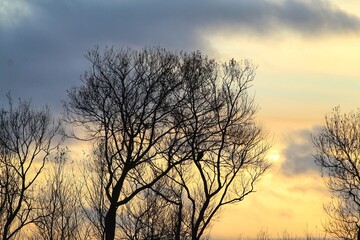 A beautiful autumnal landscape image, depicting a sun setting behind a bare tree at the forest. The sun can be seen behind the clouds.