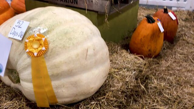 Huge Prize Winning Pumpkins.