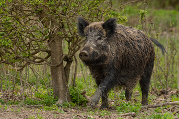 Naklejka na ściany i meble Wild boar(Sus Scrofa) in its natural habitat