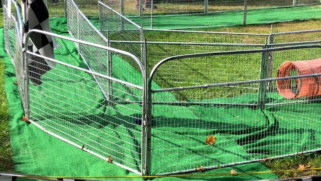 Pigs racing around a track.