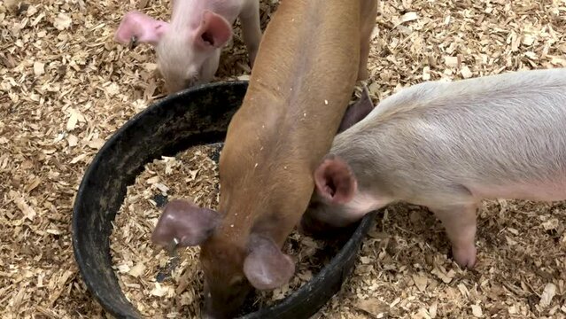 Pigs eating out of a circular trough.