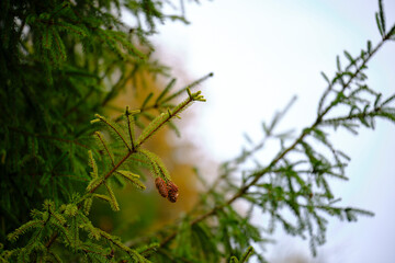 Cones hang on a green branch of a coniferous tree