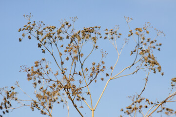 Closeup of dried parsnip seeds with blue sky on background