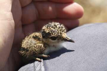 chick in hand