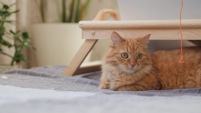 Curious ginger cat looks on sunbeams. Fluffy pet is lying on bed near tray with laptop at cozy home.