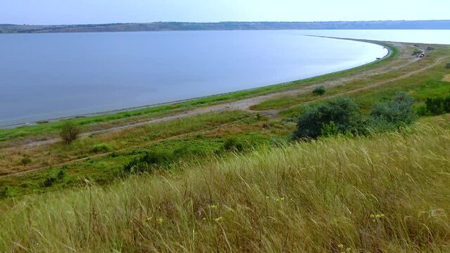 Wild forbs from steppe plants on the bank of the Tiligul estuary, Ukraine