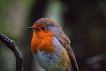 A Robin Redbreast bird. These small songbirds are often associated with Christmas and found on the front of holiday cards.