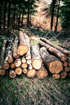 Baumstamm Stapel Holz im Wald