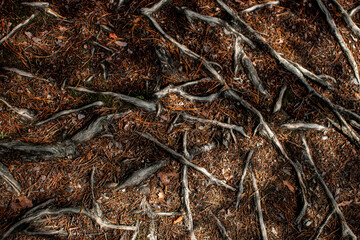 Сlose up roots in a coniferous forest.