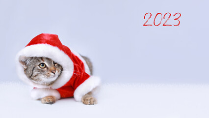 Kitten looks at the inscription 2023. Surprised Cat in Santa costume. Christmas Cat card. Kitten Santa Claus on the white background. Merry Christmas. Web banner  copy space. New Year greeting card