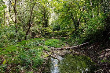 Fototapeta na wymiar Water in the green forest in September