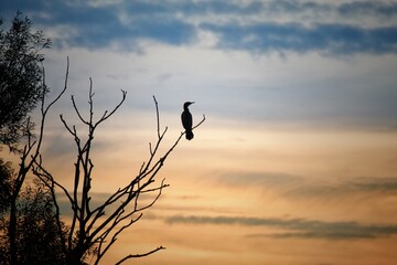 A stunning and beautiful autumnal sunset shot, depicting a cormorant bird perched on a tree branch as the sun falls for the day.