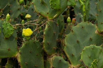 yellow flower on cactus in sunny day