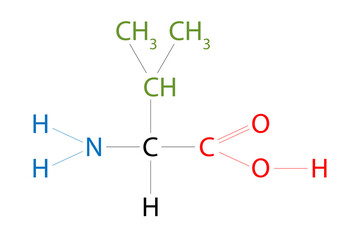 The structure of Valine. Valine is an amino acid that has a side chain isopropyl group.