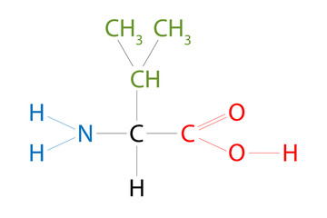 Obraz premium The structure of Valine. Valine is an amino acid that has a side chain isopropyl group.