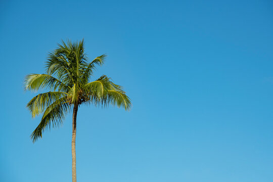 coconut tree in sunny day with blue sky in the background