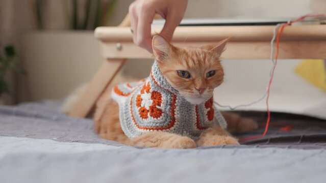 Woman made colorful cardigan for ginger cat. Fluffy pet in hand made crocheted sweater. Anti stress hobby.
