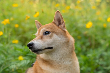 Japanese dog. Shiba Inu dog with colorful flower. Dog in a field of colorful meadow.