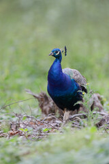 Portrait of beautiful peacock  in the wild - Pavo cristatus