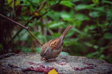 A small Wren bird eating seeds that have been left on a tree trunk in the forest