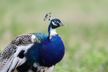Fototapeta premium Portrait of a beautiful leucistic Peacock - Blue Peafowls (Pavo cristatus) with a rare genetic mutation called leucism