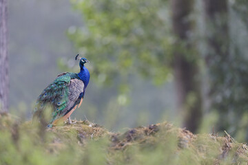Obraz premium Portrait of beautiful peacock in the wild - Pavo cristatus