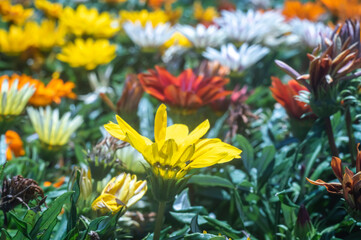 Flowers, various types of flowers colored with colors of the rainbow representing the lgbtqia+ divercity, photos with natural light taken in holambra the Brazilian flower city
