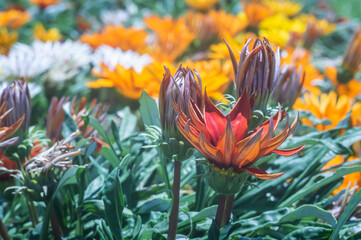 Flowers, various types of flowers colored with colors of the rainbow representing the lgbtqia+...