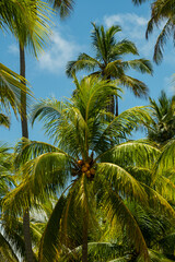 Fototapeta na wymiar Coconut trees with yellow coconuts and blue sky in the background