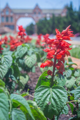 Flowers, various types of flowers colored with colors of the rainbow representing the lgbtqia+...