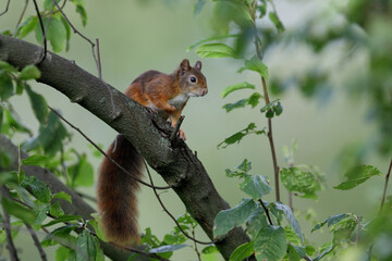 Eurasian Red Squirrel (Sciurus vulgaris) in its natural enviroment