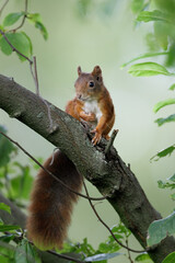Eurasian Red Squirrel (Sciurus vulgaris) in its natural enviroment
