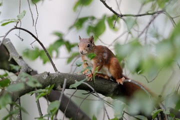 Naklejka na ściany i meble Eurasian Red Squirrel (Sciurus vulgaris) in its natural enviroment