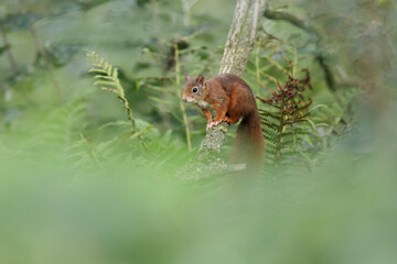 Eurasian Red Squirrel (Sciurus vulgaris) in its natural enviroment