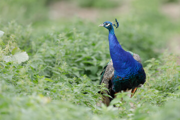 Fototapeta premium Portrait of beautiful peacock in the wild - Pavo cristatus