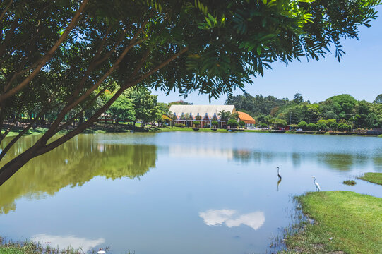 Landscape with lake, tree, swans and a house in the background, natural daylight
