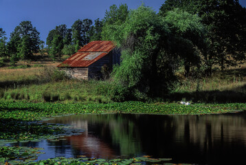 Fototapeta premium An abandoned barn reflected in a small pond near Falls City, Oregon.