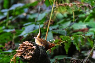 A stunning portrait of a single Robin Redbreast in the forest. These birds are popular at Christmas time and often found on the front of holiday greeting cards. 