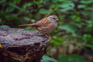 A small Wren bird eating seeds that have been left on a tree trunk in the forest