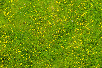 Small yellow flowers on green meadow - 547235923