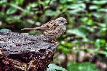 A small Wren bird eating seeds that have been left on a tree trunk in the forest