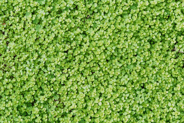 Grass with round green leaves growing in a dense carpet close-up