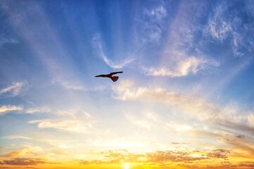 Fototapeta na wymiar A stunning image of a kestrel flying over a biblical like sunrise at Lunt nature reserve in Sefton, Merseyside. 