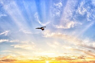 Fototapeta na wymiar A stunning image of a kestrel flying over a biblical like sunrise at Lunt nature reserve in Sefton, Merseyside. 