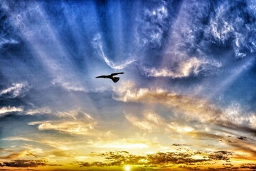 A stunning image of a kestrel flying over a biblical like sunrise at Lunt nature reserve in Sefton, Merseyside. 